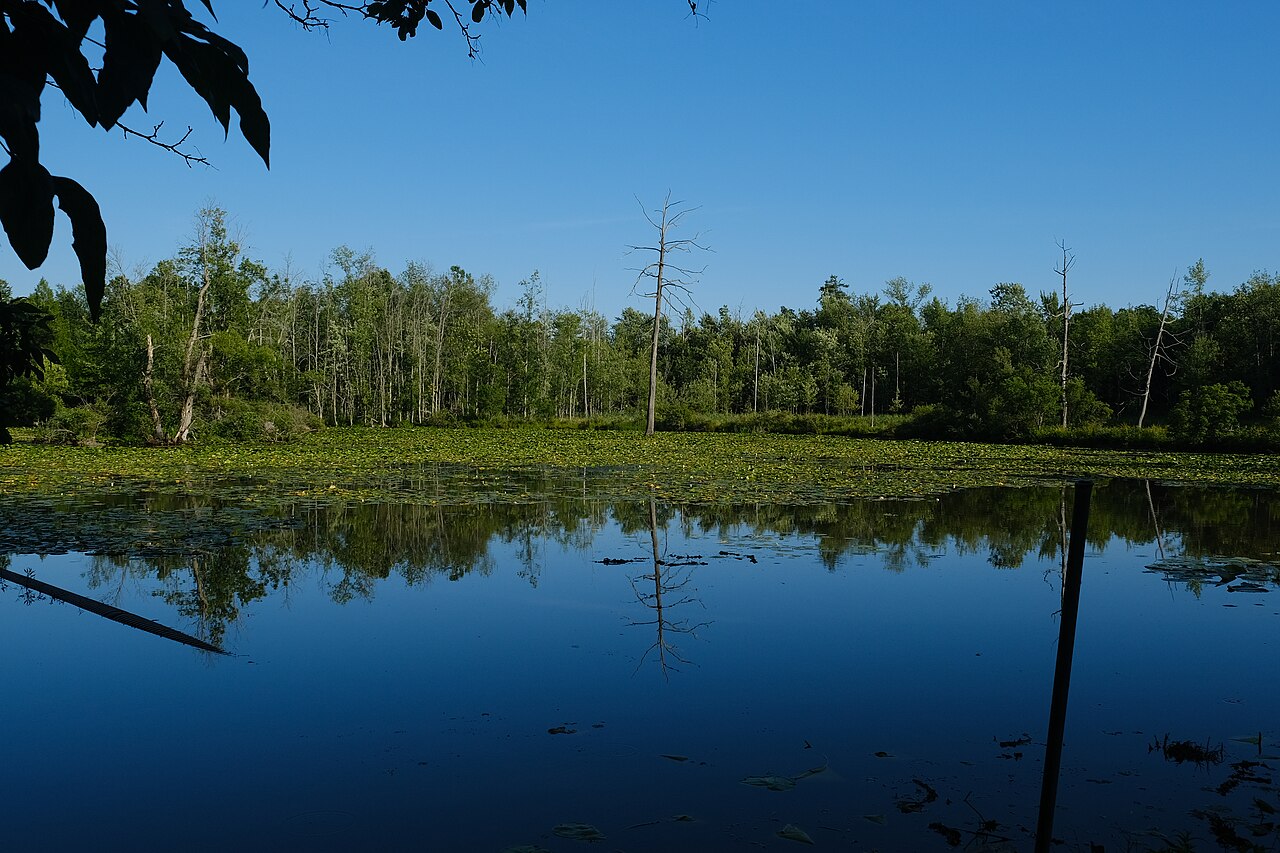Still water of Sapsucker Woods Pond reflecting trees at the Cornell Lab of Ornithology.